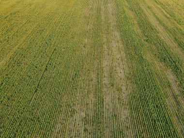 Romanya 'nın Dobrogea kentindeki tarım alanları. Hava görünümü.