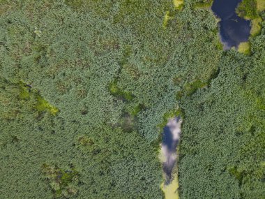 Romanya 'nın Dobrogea bölgesindeki Somova köyündeki Tuna Deltası. Hava görünümü.