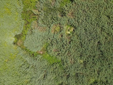 Romanya 'nın Dobrogea bölgesindeki Somova köyündeki Tuna Deltası. Hava görünümü.