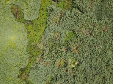 Romanya 'nın Dobrogea bölgesindeki Somova köyündeki Tuna Deltası. Hava görünümü.