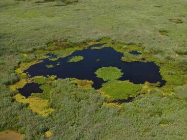 Romanya 'nın Dobrogea bölgesindeki Somova köyündeki Tuna Deltası. Hava görünümü.