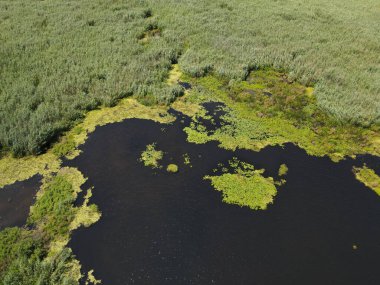 Romanya 'nın Dobrogea bölgesindeki Somova köyündeki Tuna Deltası. Hava görünümü.