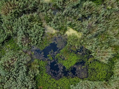 Romanya 'nın Dobrogea bölgesindeki Somova köyündeki Tuna Deltası. Hava görünümü.