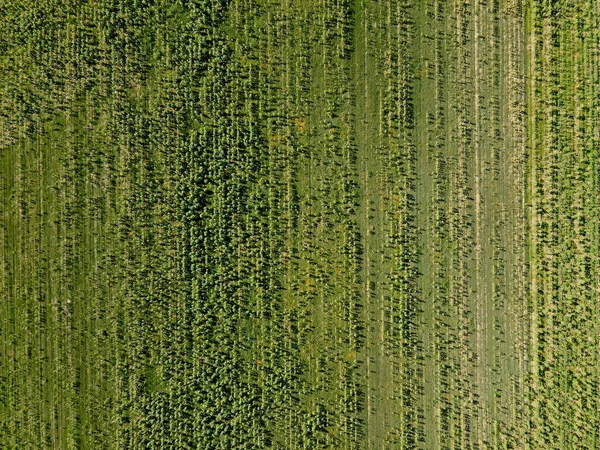 Agricultural Fields Dobrogea Romania Aerial View — Stock Photo, Image