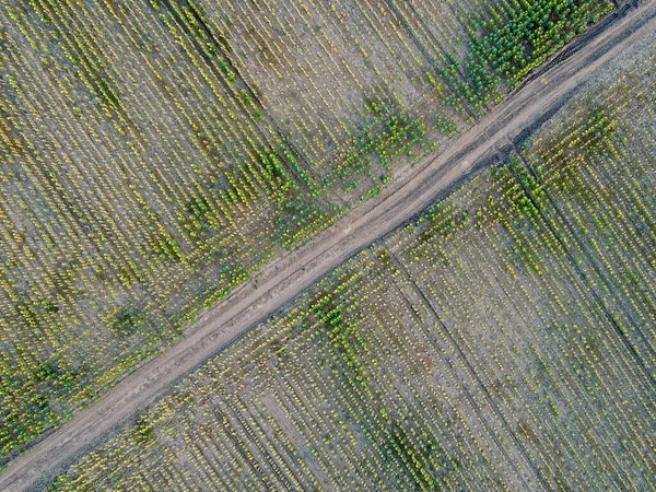 ルーマニア ドブローガの農業地帯 空中風景 — ストック写真