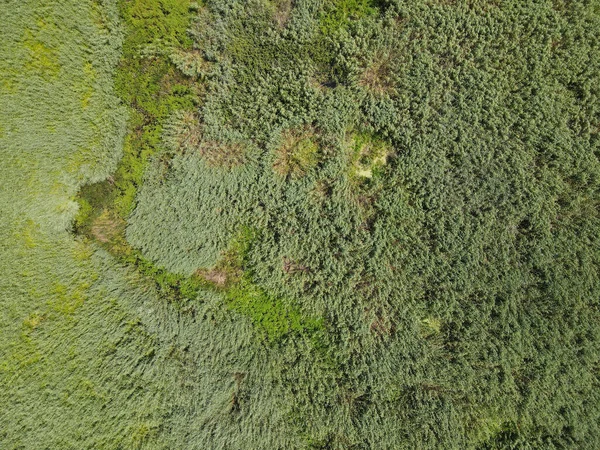 Romanya 'nın Dobrogea bölgesindeki Somova köyündeki Tuna Deltası. Hava görünümü.