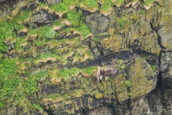 White-tailed eagle landing on a steep cliff on Runde Island