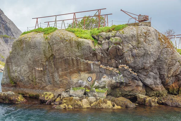 Nesting Seagulls Harbor Nusfjord Traditional Fishing Village Vestfjorden — Stock Photo, Image