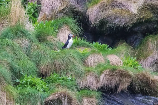 Puffin Andando Penhasco Entre Ninhos Ilha Bleiksoya — Fotografia de Stock