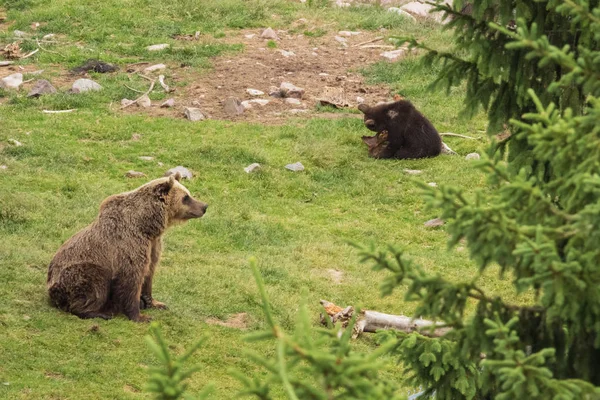 Мать Бурого Медведя Присматривает Своим Детенышем Пока Играет — стоковое фото