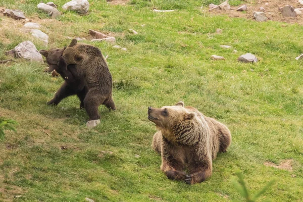 Бурые Медведи Играют Пока Мать Отдыхает — стоковое фото