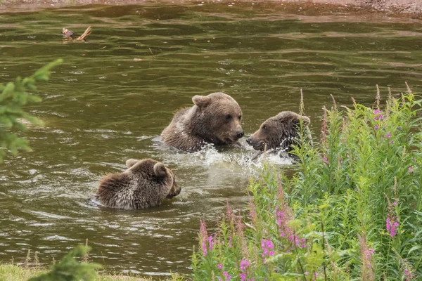 Три Медведя Участвуют Философской Дискуссии Время Купания Брызг Пруду — стоковое фото