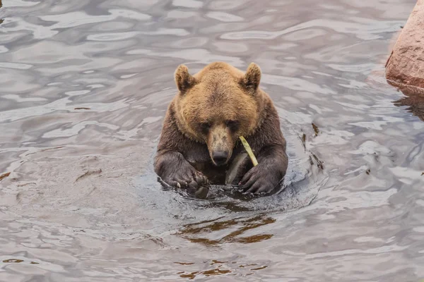 Бурый Медведь Изучает Свои Ноги Принимая Ванну Освежающем Пруду — стоковое фото