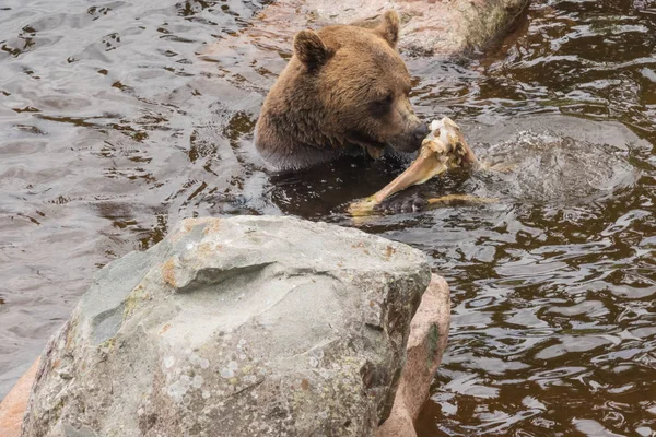 Oso Pardo Disfrutando Vástago Mientras Toma Baño Refrescante Estanque —  Fotos de Stock