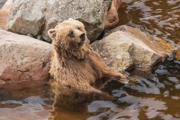 Braunbär Genießt Das Bad Einem Erfrischenden Teich — Stockfoto