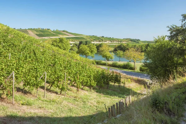 Moselle Údolí Vinicemi Stadtbredimus Vyznačuje Hranici Mezi Lucemburskem Německem — Stock fotografie