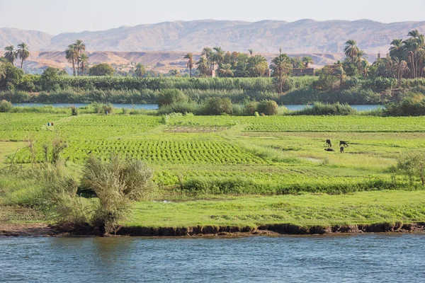 Agricultura Ilha Armant Sul Luxor — Fotografia de Stock