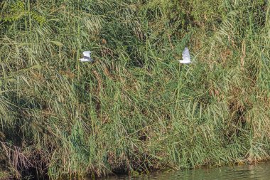 Nil nehri üzerinde gezinirken nehir kıyısına yakın uçan gri bir ot