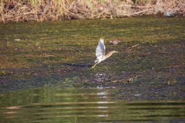 Squacco heron Aswan yakın Nil'de bir takas kalkış
