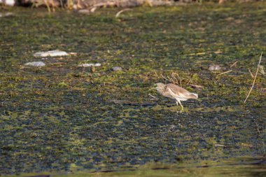 Aswan yakın Nil'de açık gaga lı squacco kononu