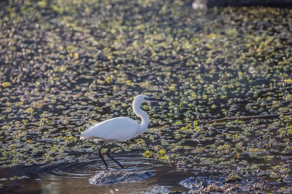 Little Egret Wading Swampy Water Aswan — Stock Photo, Image