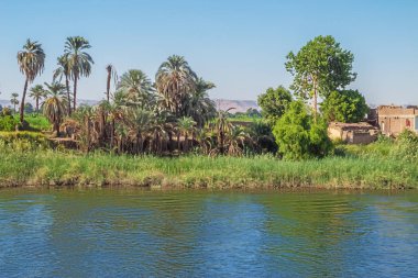 Luxor çevresinde Nil kıyılarında palmiye ağaçları