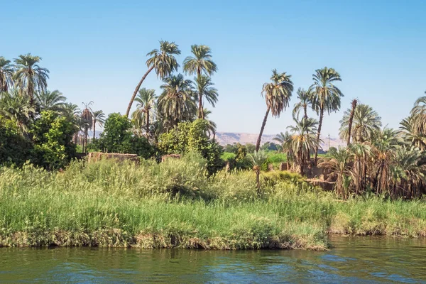 Vegetação Exuberante Nas Margens Nilo Nas Proximidades Luxor — Fotografia de Stock