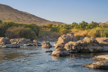Aswan yakınlarındaki Jazirat Salujah yakınlarındaki kum tepeleri ve palmiye ağaçları
