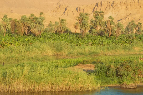 Palmeiras Montanhas Perto Nilo Ezbet Gawad Entre Luxor Aswan — Fotografia de Stock