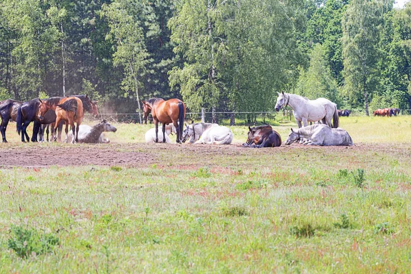 Plateaux Hageven Rezervinde Bozkırda Kumda Oynayan Atlar — Stok fotoğraf