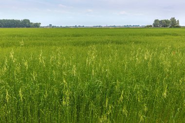 Kuzey Fransa 'da bir alanda çiçeklenme hazır Rapeseed