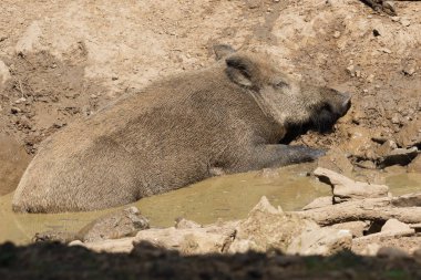 Ardennes bir ormanda çamur güneşlenmek yaban domuzu