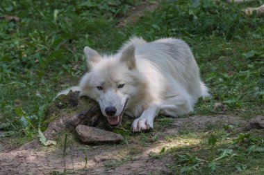 Arctic Wolf sessizce gizlice bir av arıyor