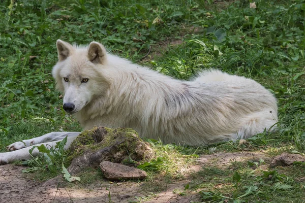 Arctic Wolf Resting Forest Floor Looking Attentively — Stock Photo, Image