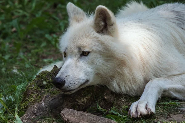 Arctic Wolf Looking Attentively Low Position — Stock Photo, Image