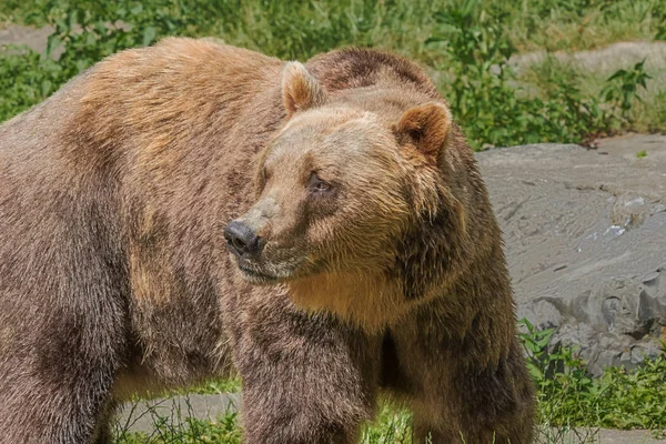 Brown bear looking back to a possible prey