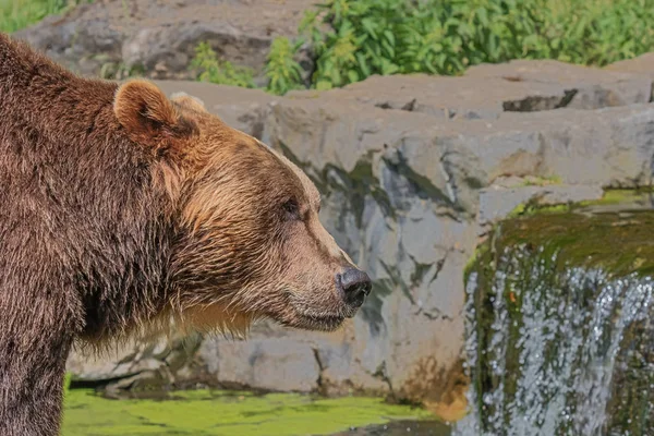 Braunbär Blickt Interessiert Auf Mögliche Beute — Stockfoto