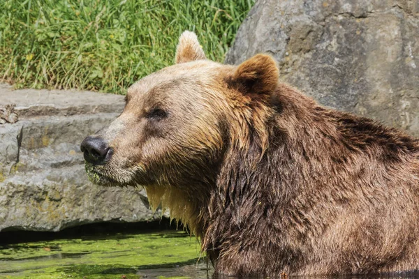 Oso Pardo Disfrutando Del Sol Mientras Toma Baño —  Fotos de Stock