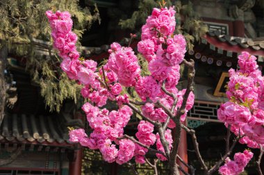 Yaz Sarayı'nda kiraz çiçeği ile Şube