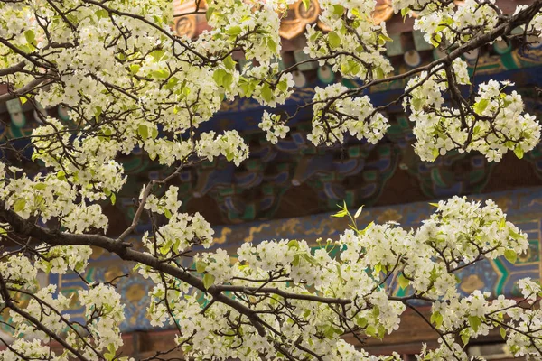 Close Pear Blossom Courtyard Palace Obeying Heaven Forbidden City Beijing — Stock Photo, Image