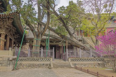 Taiyuan Jinci tapınağında Crouching Ejderha Selvi
