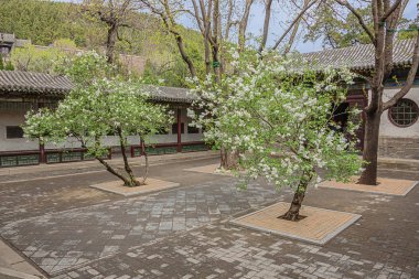 Taiyuan Jinci tapınağında çiçek açan ağaçları ile Avlu