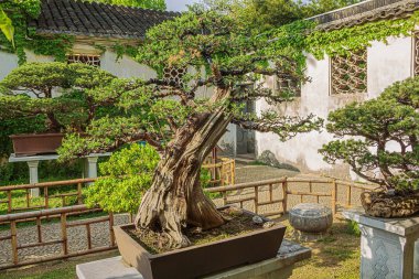Suzhou 'daki Liu Garden' daki Bonsai ağacı.