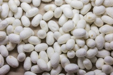 İpek kozalar Suzhou 'da dönmeyi bekliyor.