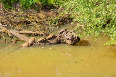 Cumberland ve kırmızı kulaklı sürgülüler dalda güneşleniyor.