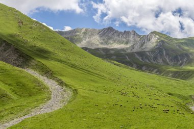 Koyun sürüsü dağın üzerinde