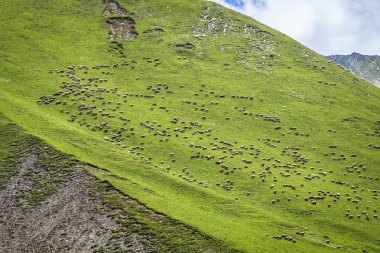 Koyun sürüsü dağın üzerinde