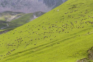 Koyun sürüsü dağın üzerinde