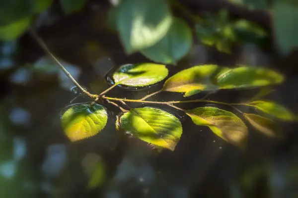 Suda dal var. — Stok fotoğraf