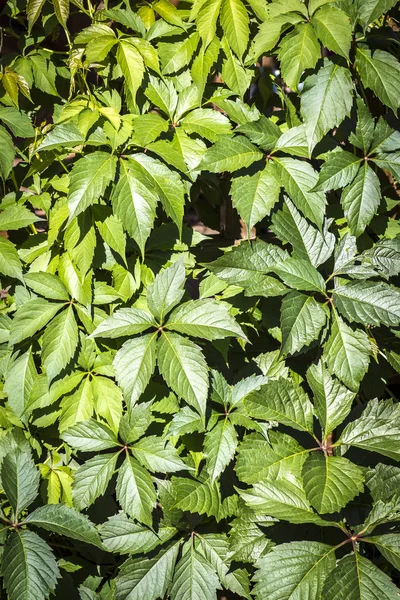 花园植物的叶子 — 图库照片